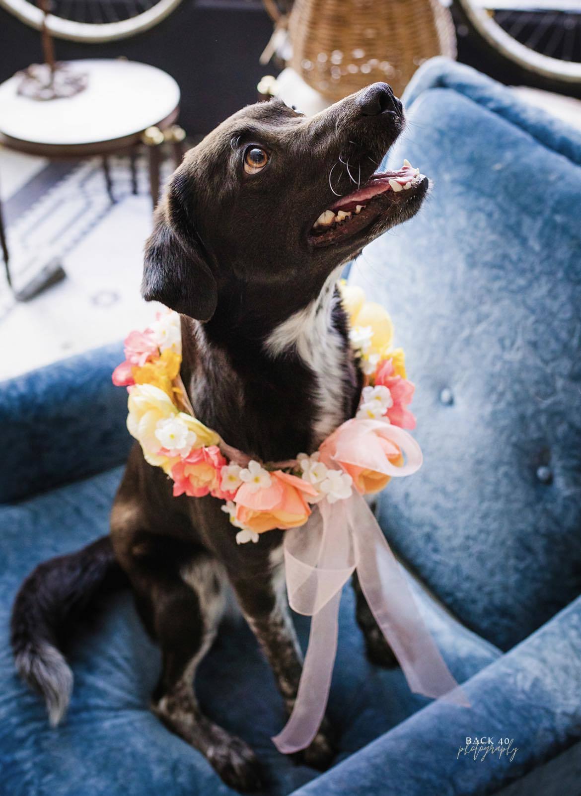 Oreo, a Adopted Mixed Breed in Alliance, NE image 2/6