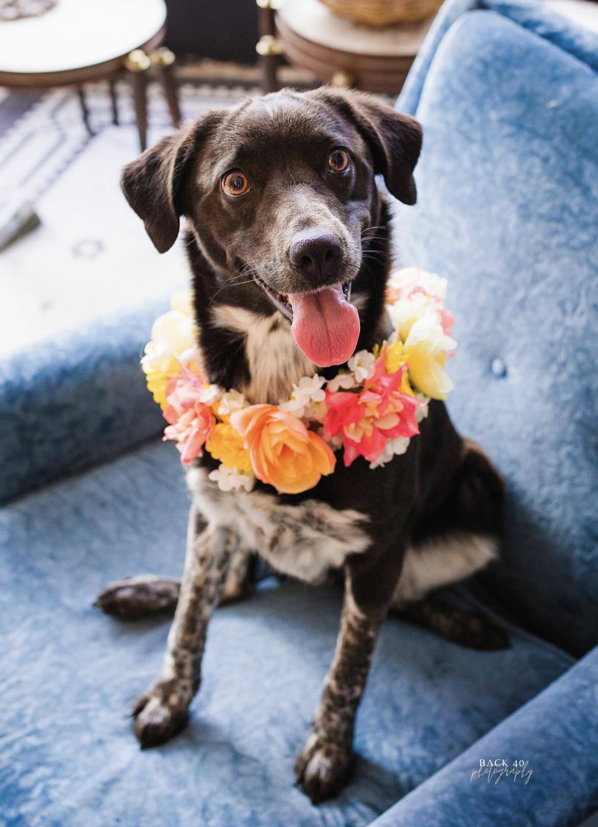 Oreo, a Adopted Mixed Breed in Alliance, NE image 3/6