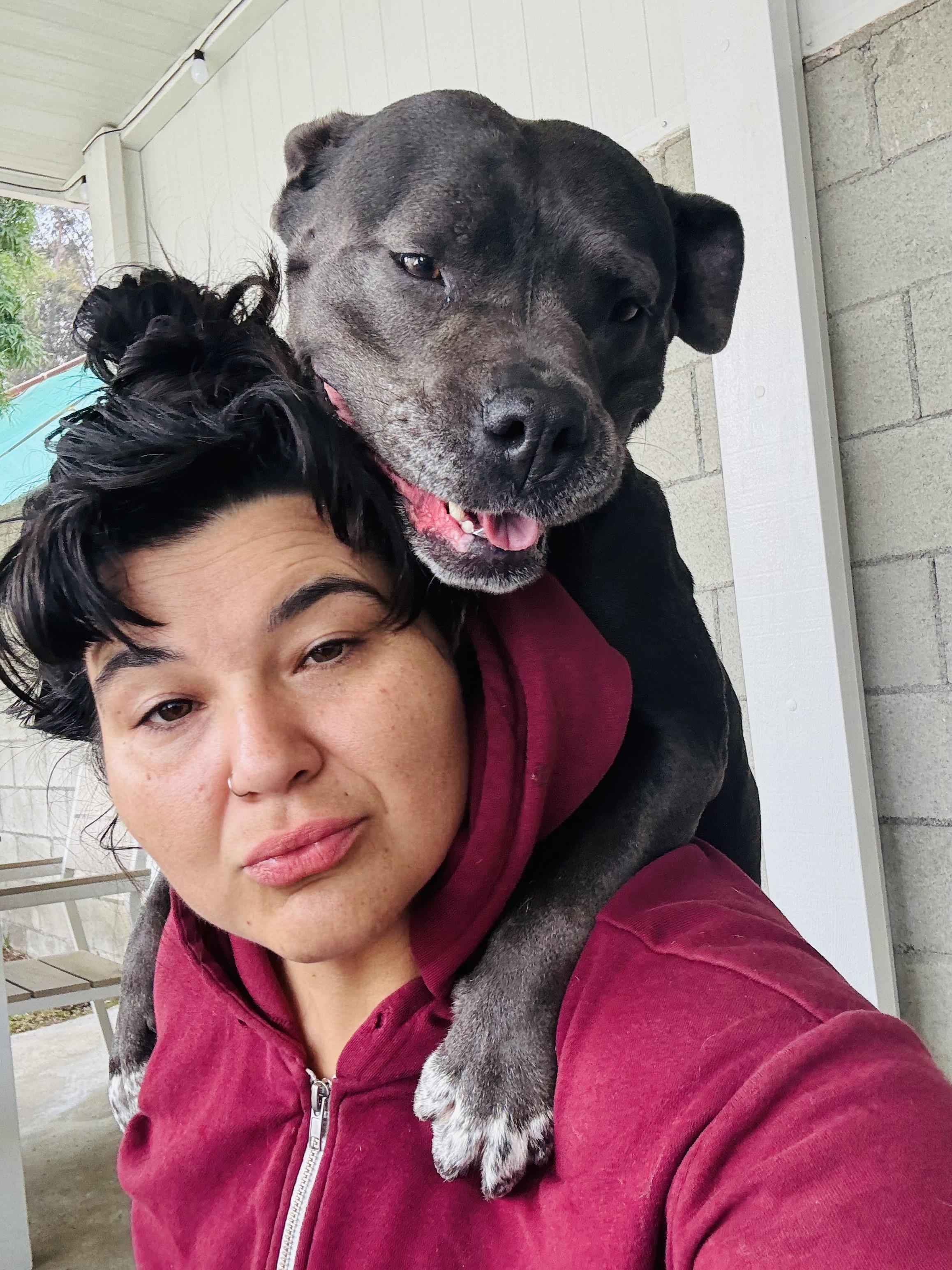 Boujee, an adoptable Staffordshire Bull Terrier in Portland, CA image 6/6