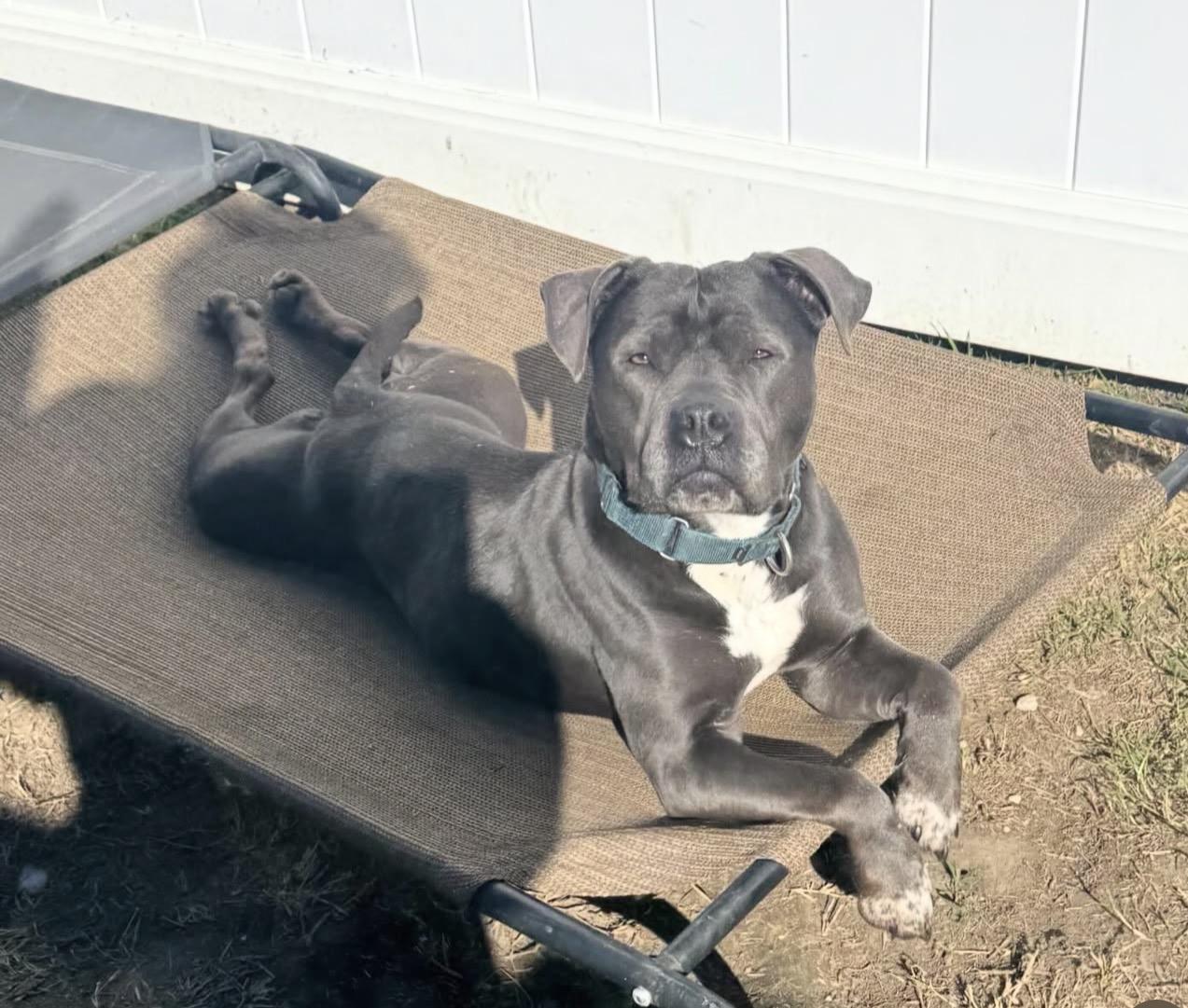 Boujee, adoptable, Adult Female Staffordshire Bull Terrier.