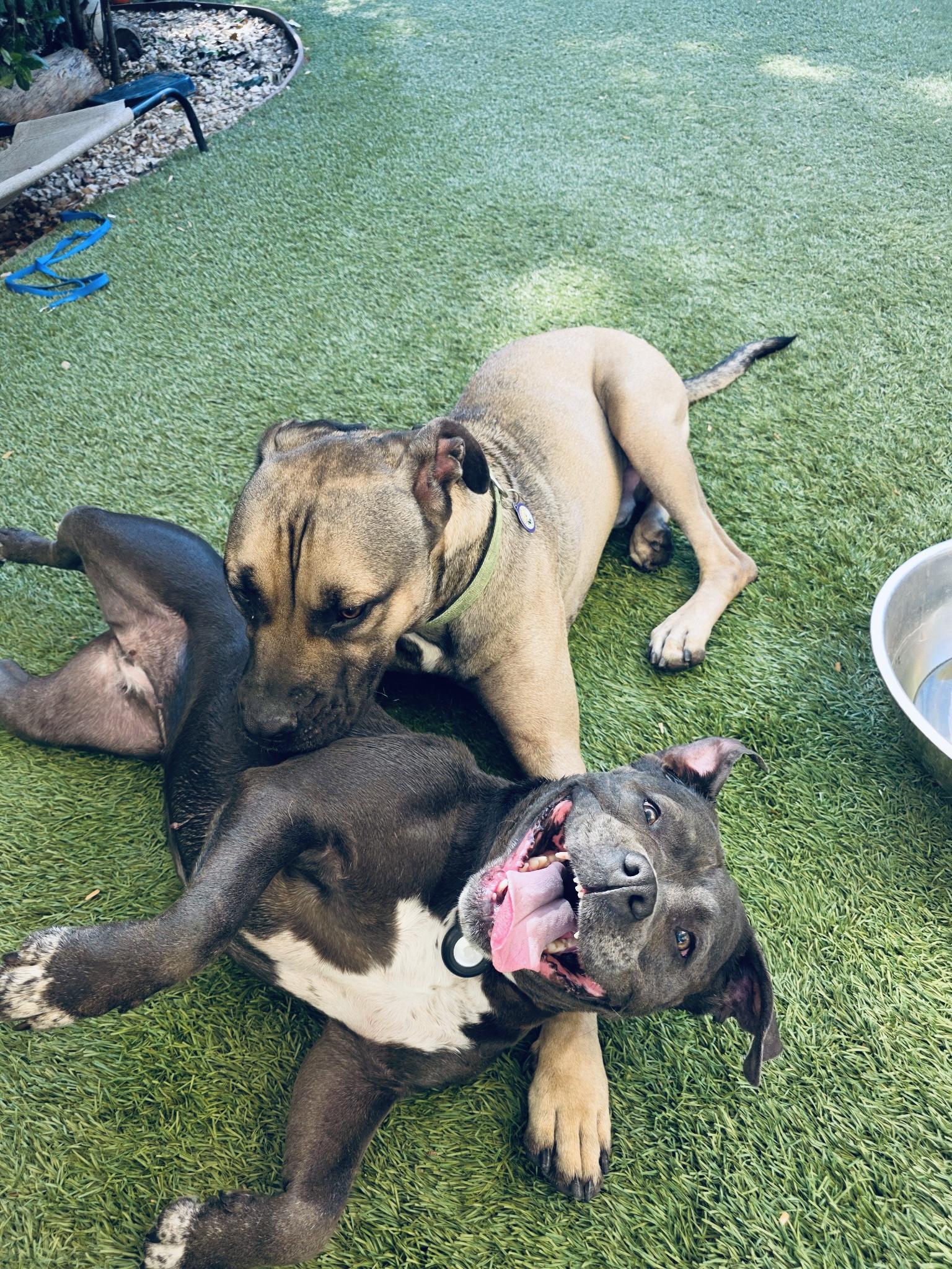 Boujee, an adoptable Staffordshire Bull Terrier in Portland, CA image 5/6