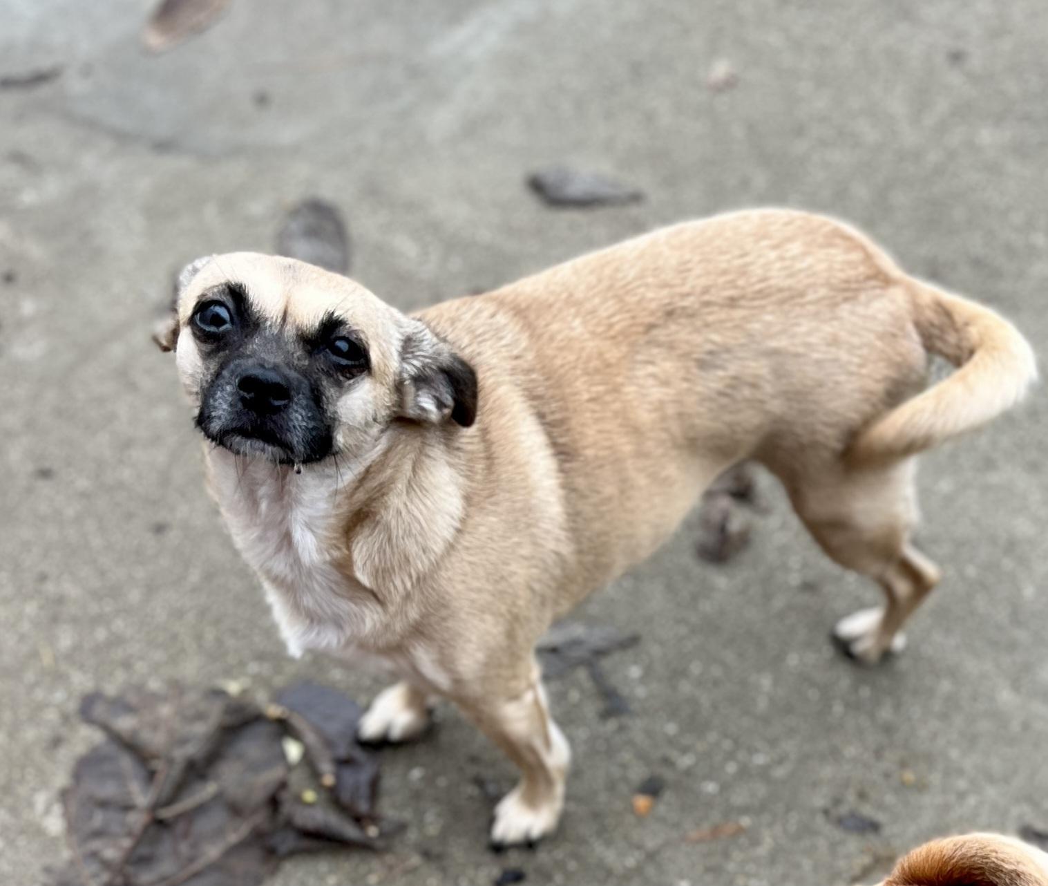 Enlarge Ethel, an adoptable Chiweenie in Lexington, KY image 1/4