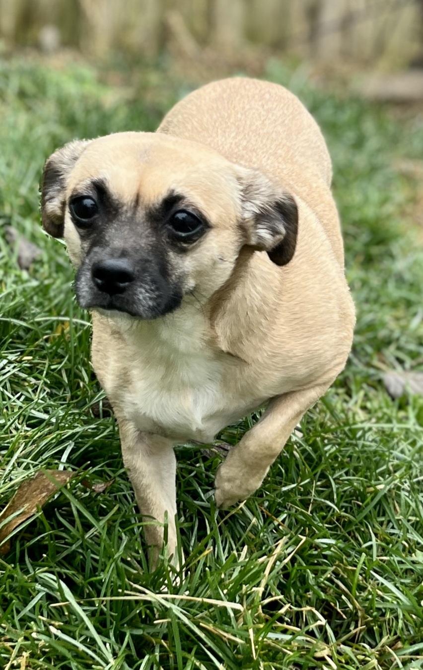 Enlarge Ethel, an adoptable Chiweenie in Lexington, KY image 2/4