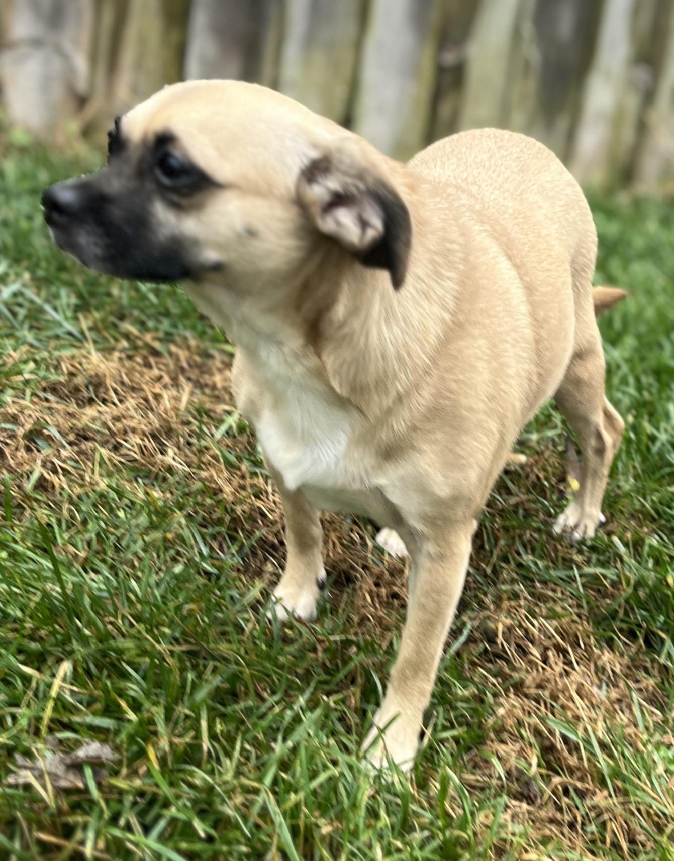 Enlarge Ethel, an adoptable Chiweenie in Lexington, KY image 3/4