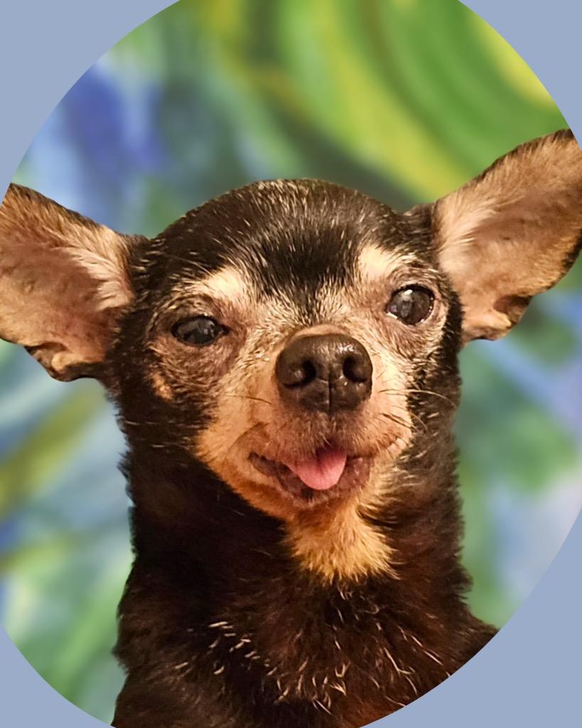 Peanut Butter, a Adoptable Chihuahua in Bryan, TX image 1/3