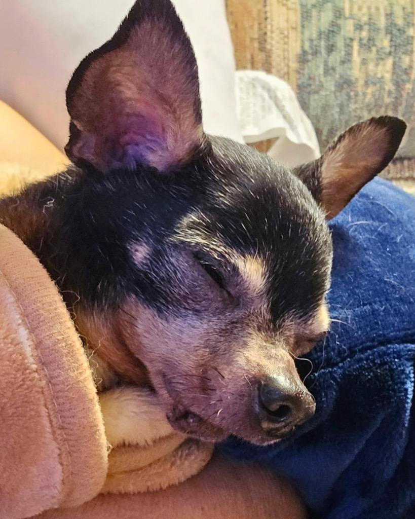 Peanut Butter, a Adoptable Chihuahua in Bryan, TX image 2/3