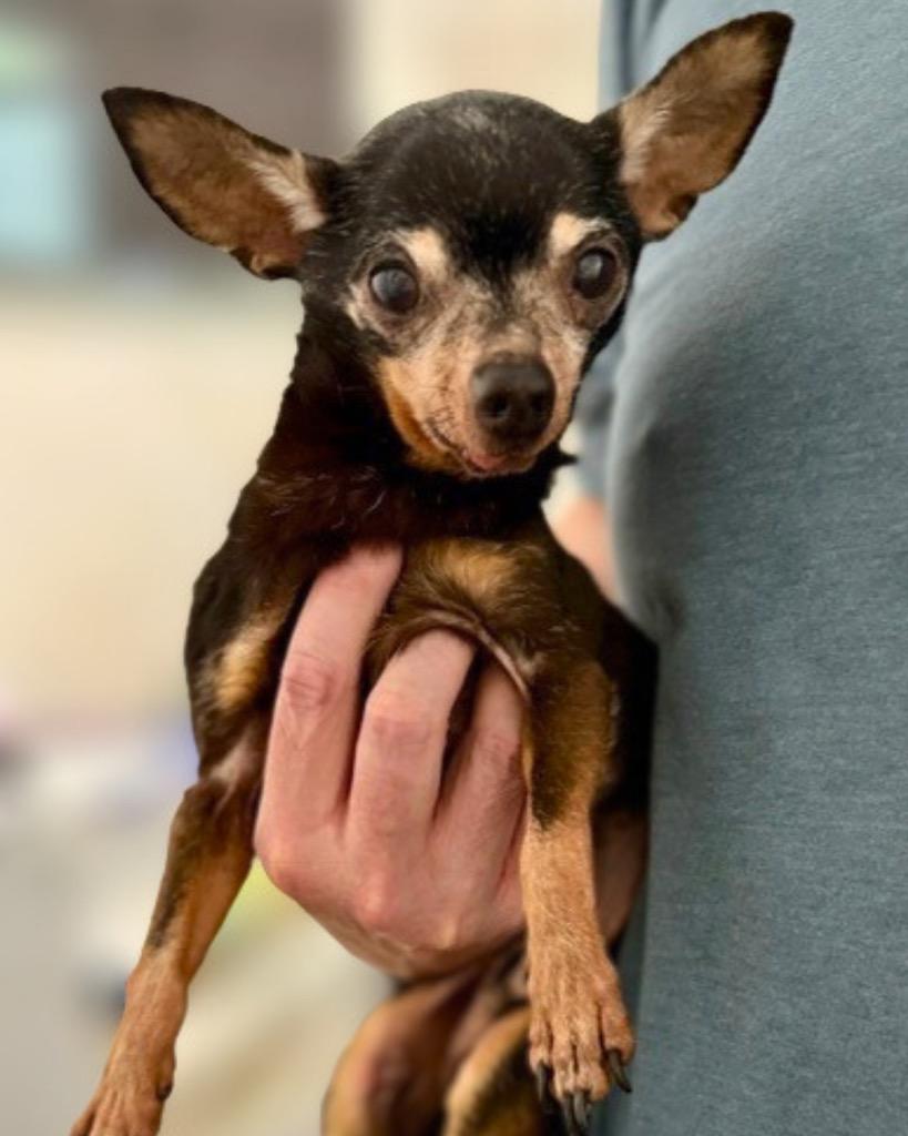 Peanut Butter, a Adoptable Chihuahua in Bryan, TX image 3/3