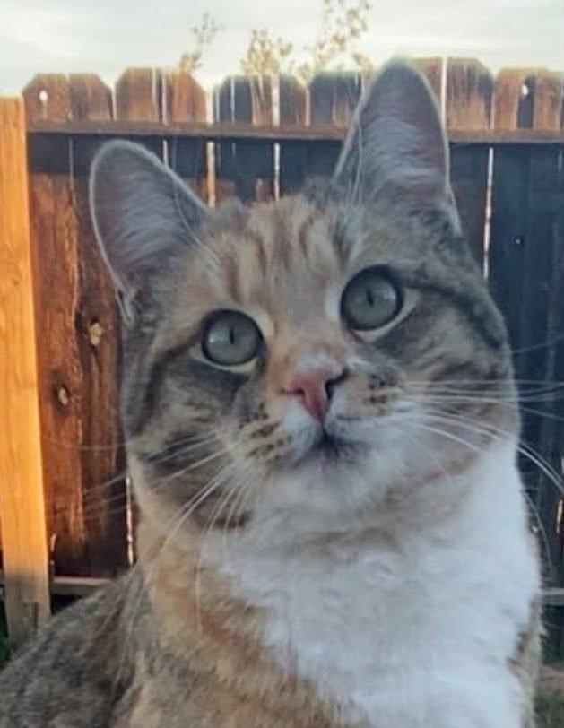 Luna, adopted, Young Female Torbie.