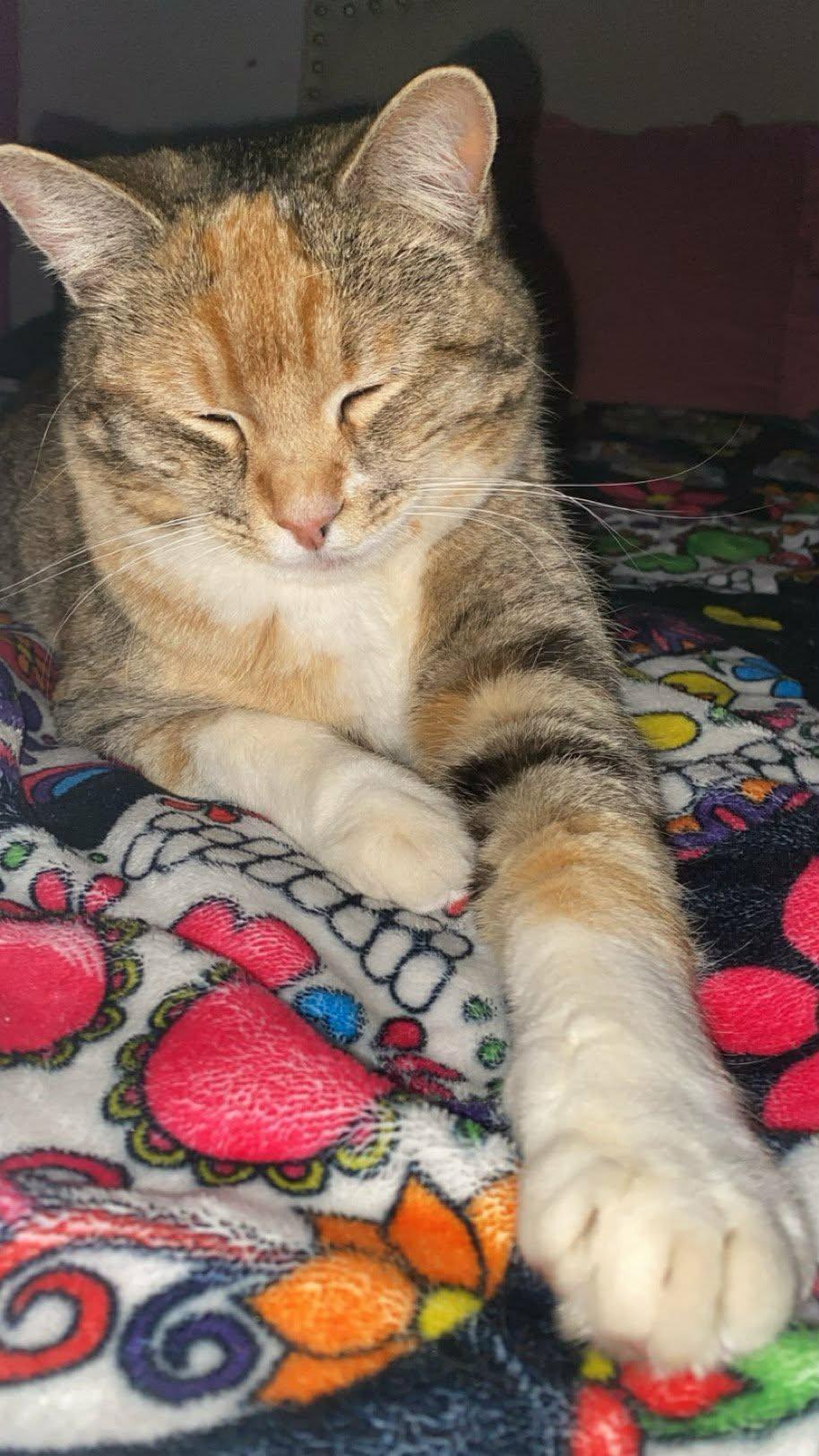 Luna, an adopted Torbie in Tehachapi, CA image 2/3