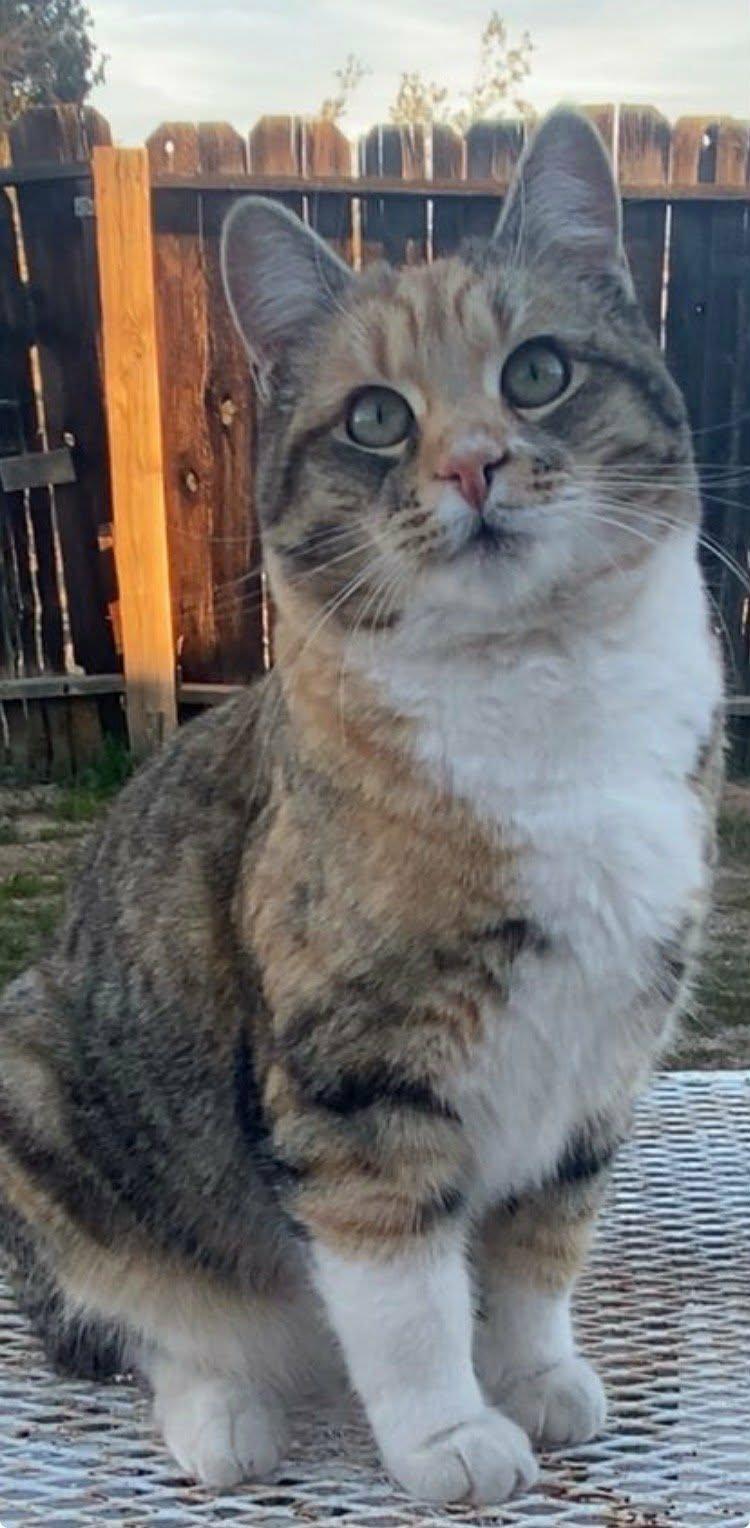 Luna, an adopted Torbie in Tehachapi, CA image 3/3