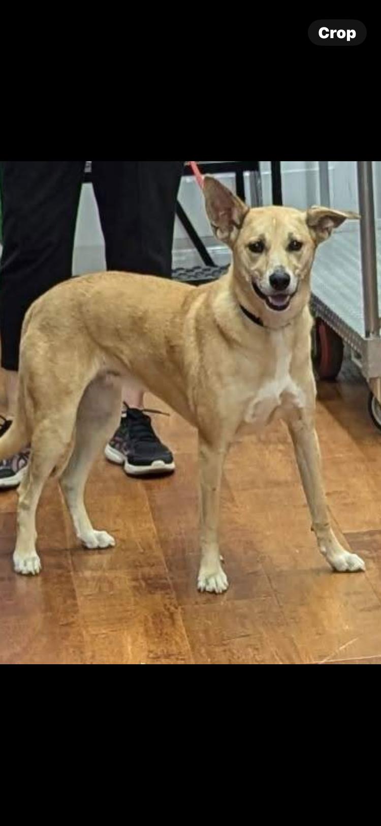 Sophia, Young Female Mixed Breed