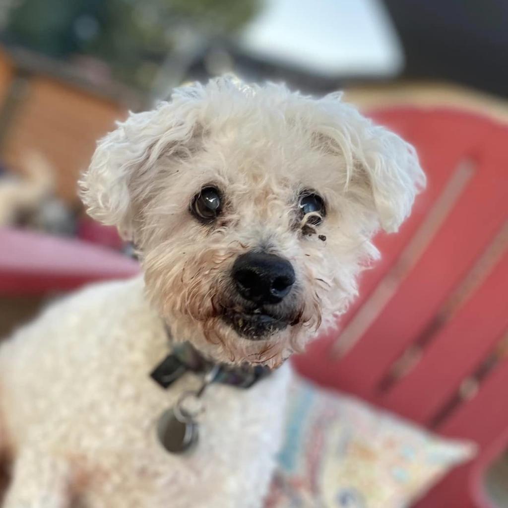 Max Mailman, Adoptable, Senior Male Poodle.