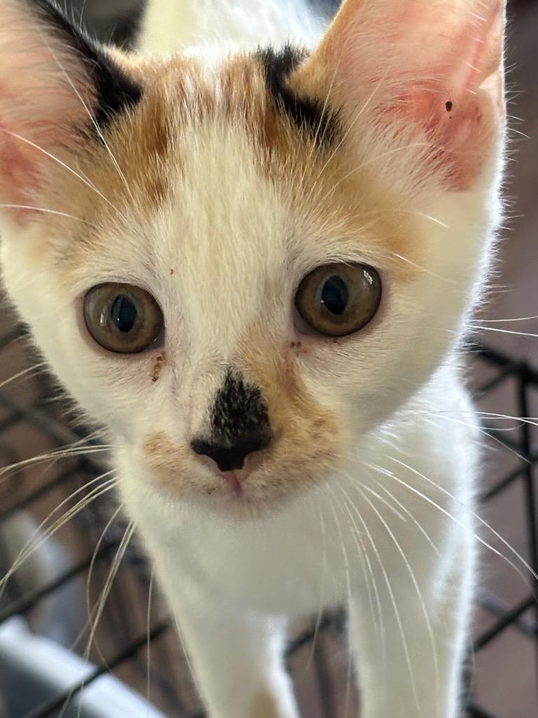 Enlarge Baylen, a Adoptable Calico in Hardeeville, SC image 1/1