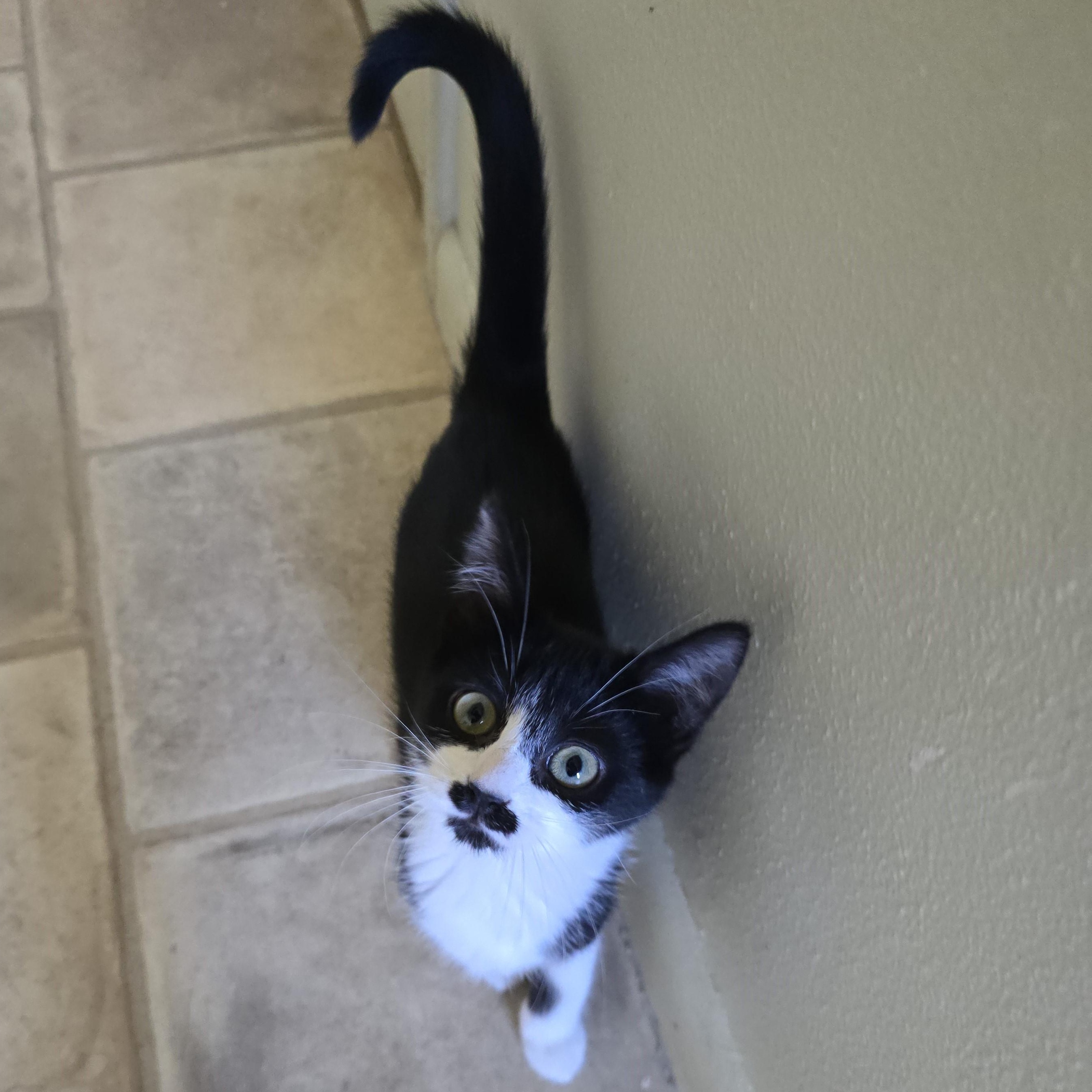 Mario, Adopted, Kitten Female Domestic Short Hair.