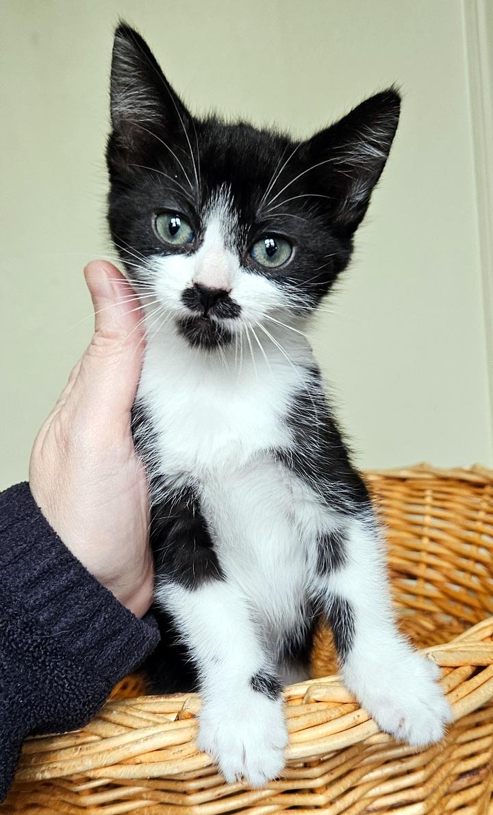 Enlarge Mario, a Adopted Domestic Short Hair in Bremerton, WA image 2/2