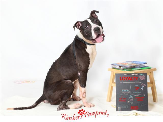 Enlarge LOYALTY, a Adoptable mixed breed in Omaha, NE image 1/1