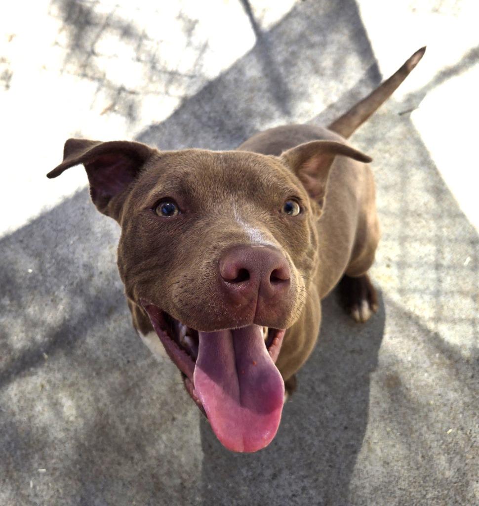 Enlarge Alfie, a Adoptable mixed breed in Saint Clairsville, OH image 1/6