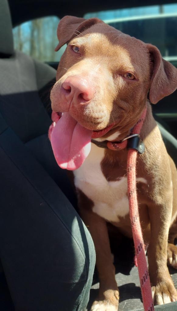 Enlarge Alfie, a Adoptable mixed breed in Saint Clairsville, OH image 2/6