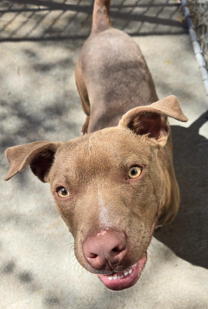 Alfie, Adoptable, Young Male Labrador Retriever & Mixed Breed.