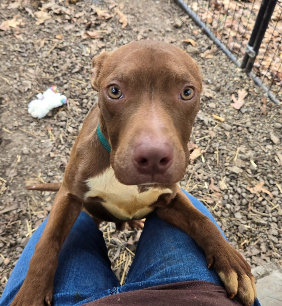 Enlarge Alfie, a Adoptable mixed breed in Saint Clairsville, OH image 3/6