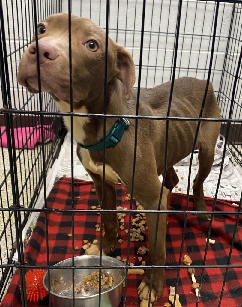 Enlarge Alfie, a Adoptable mixed breed in Saint Clairsville, OH image 5/6