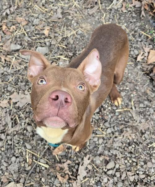 Enlarge Alfie, a Adoptable mixed breed in Saint Clairsville, OH image 4/6