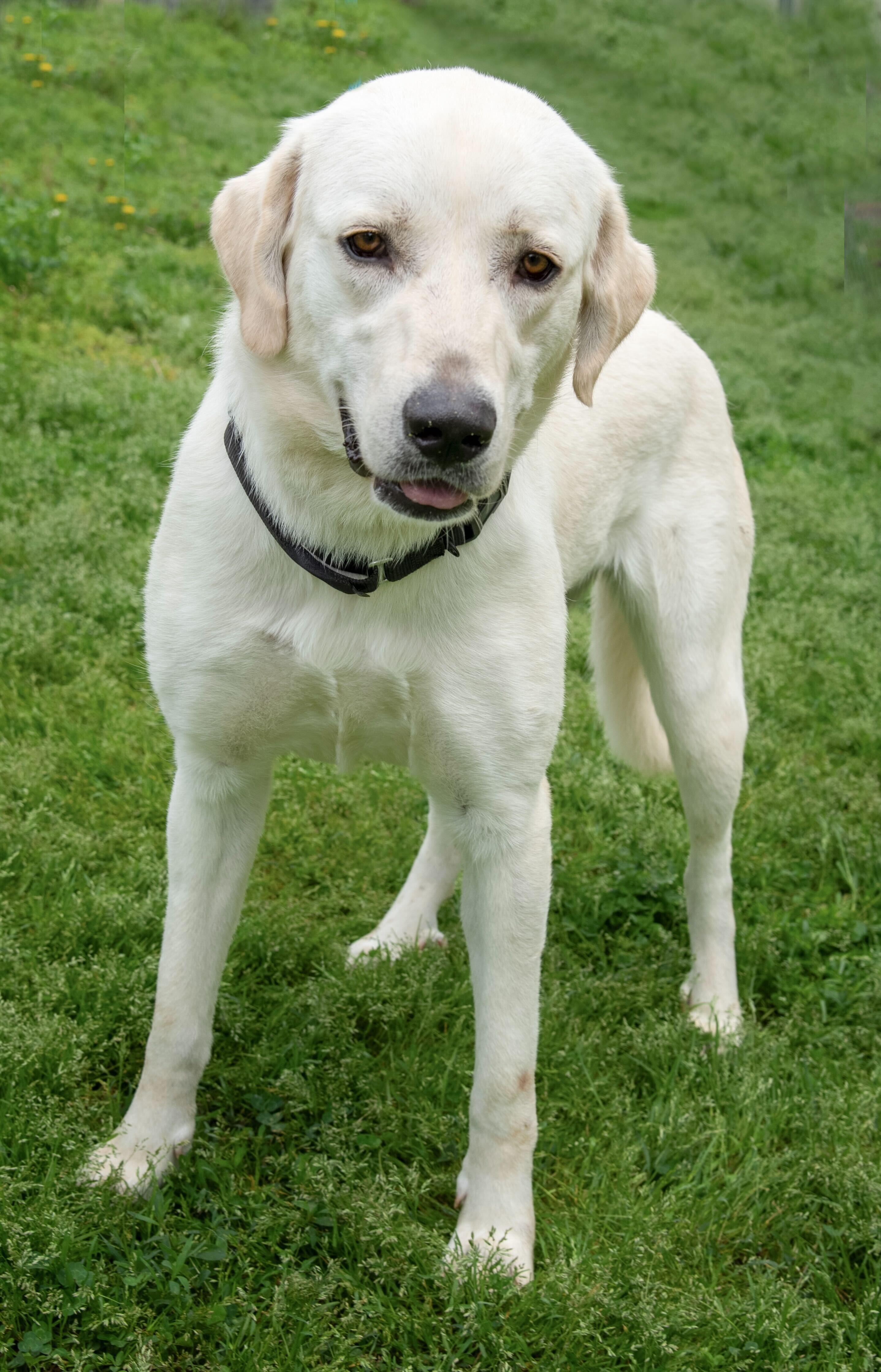 Ruby, Adult Female unknown