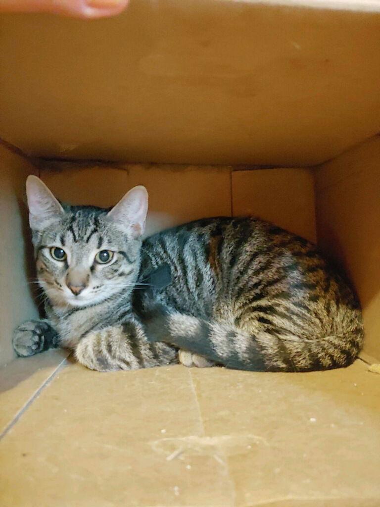 Baker, Adoptable, Young Male Domestic Short Hair.