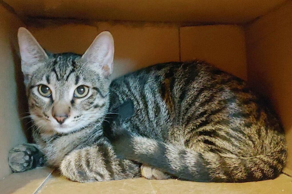 Enlarge Baker, a Adoptable Domestic Short Hair in Oakland Park, FL image 2/3