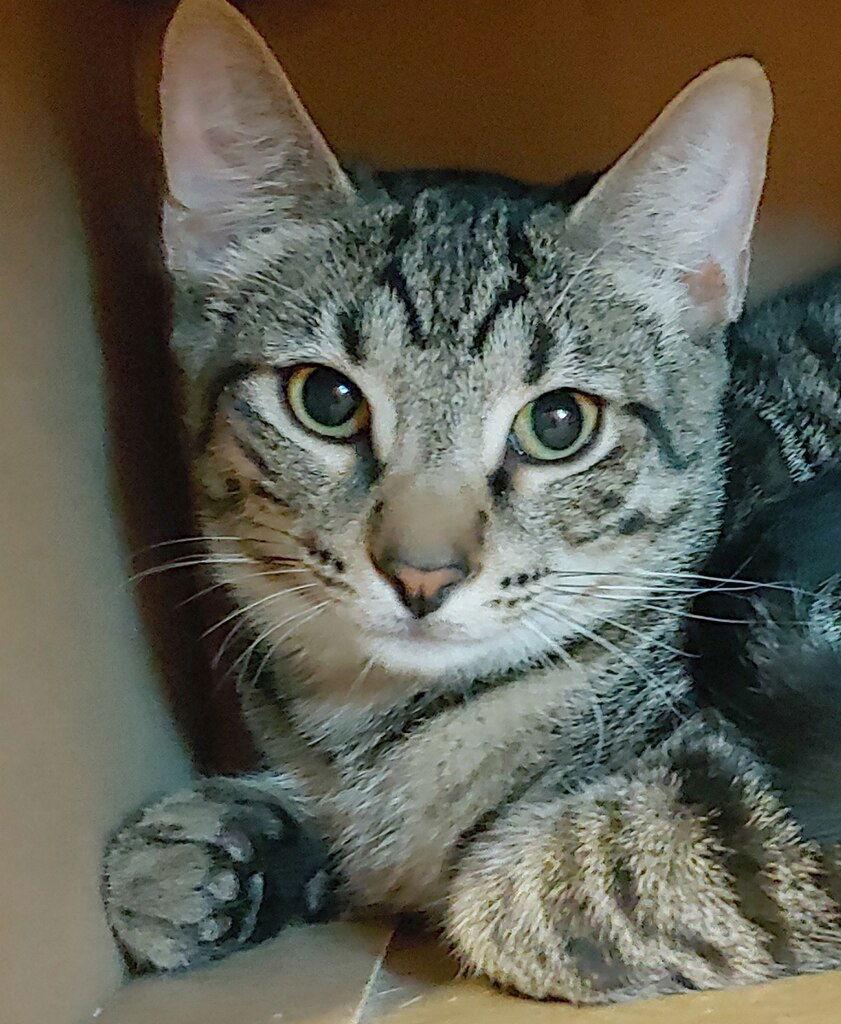 Enlarge Baker, a Adoptable Domestic Short Hair in Oakland Park, FL image 3/3