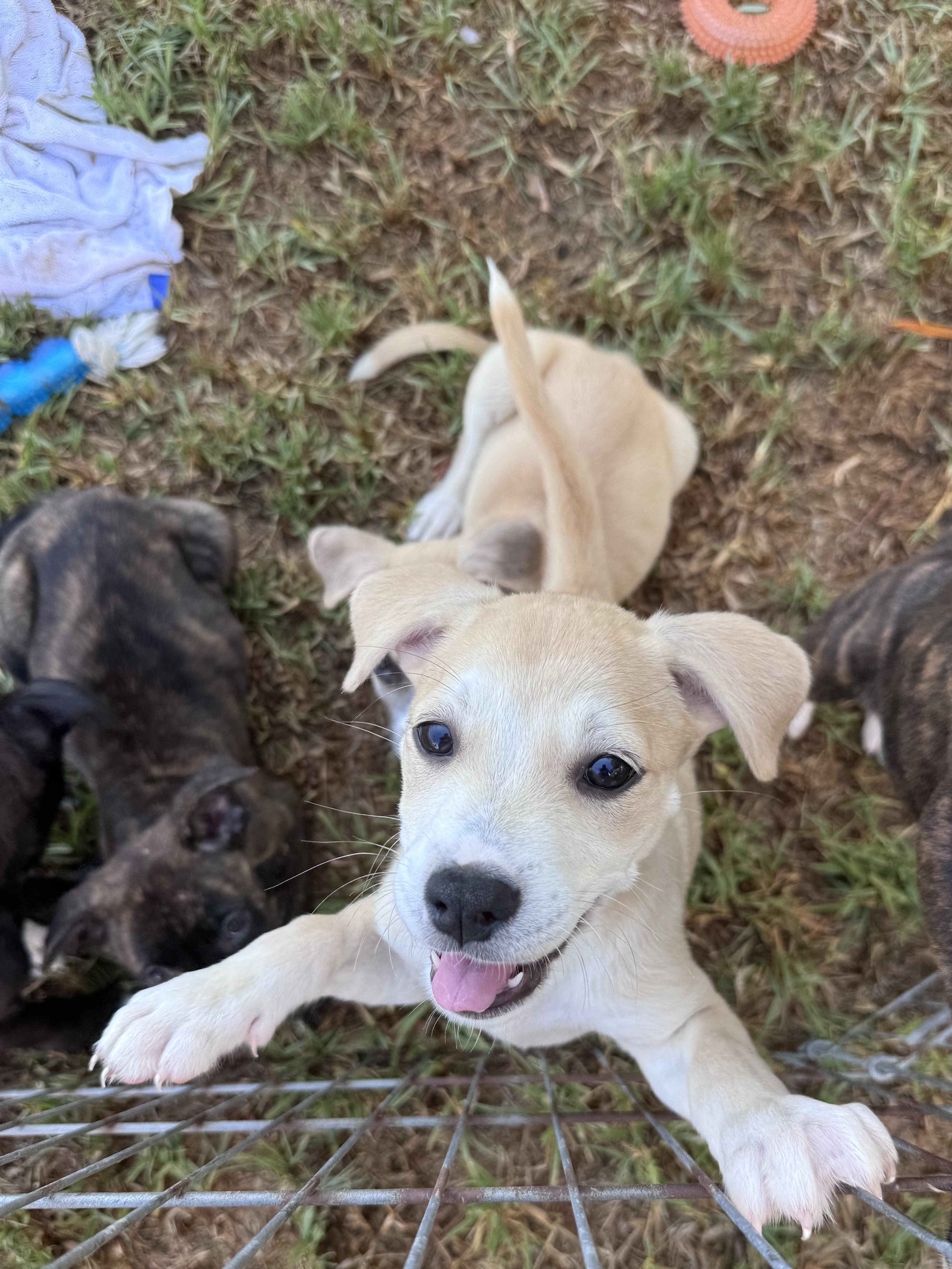 Enlarge Athena, a ADOPTABLE mixed breed in San Diego, CA image 4/5