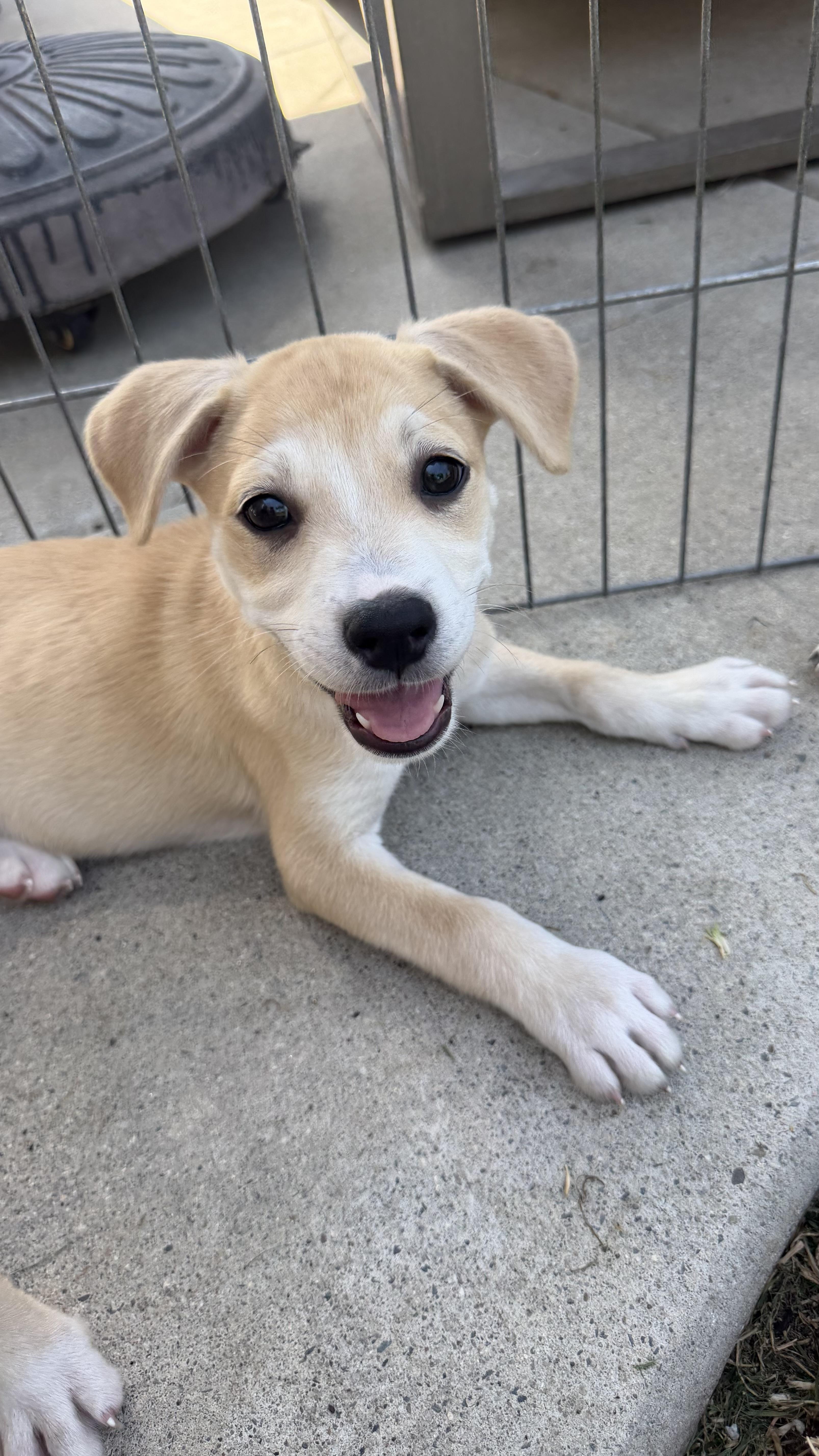 Athena, ADOPTABLE, Puppy Female Labrador Retriever.