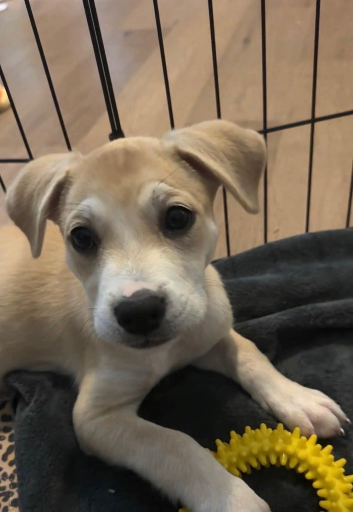 Enlarge Athena, a ADOPTABLE mixed breed in San Diego, CA image 5/5