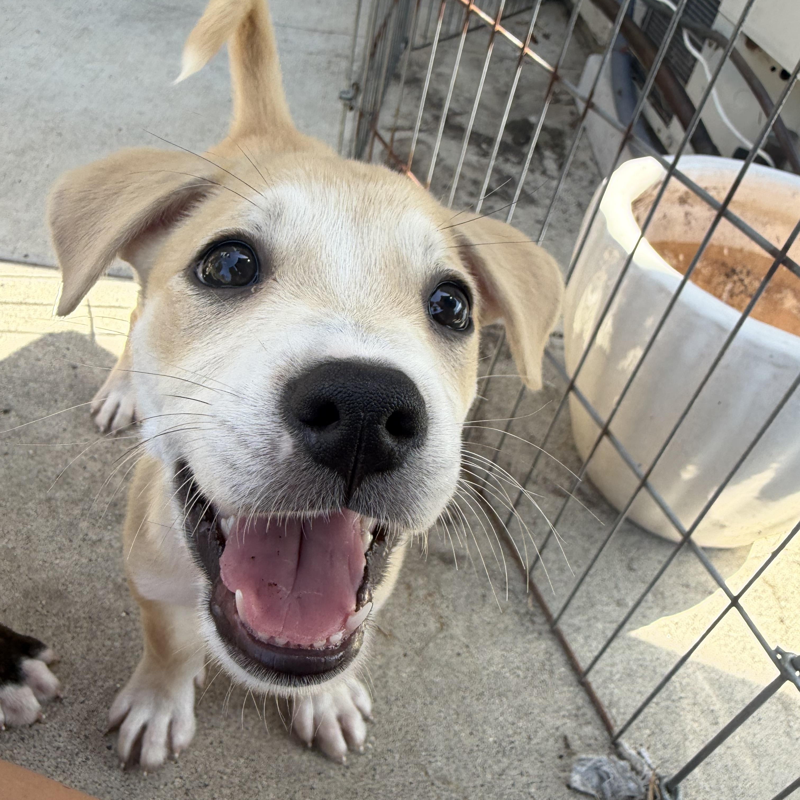 Enlarge Athena, a ADOPTABLE mixed breed in San Diego, CA image 2/5