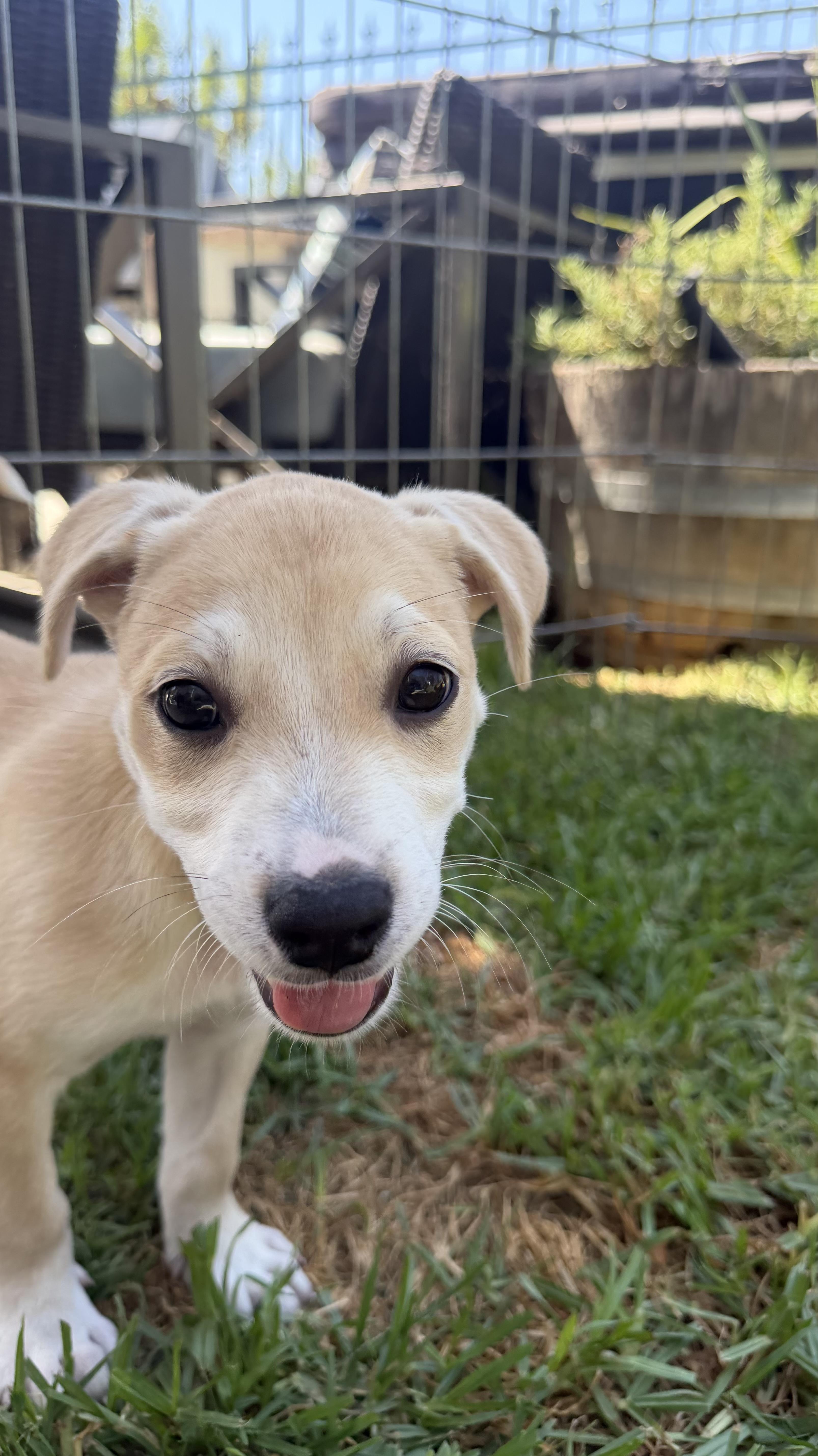 Enlarge Athena, a ADOPTABLE mixed breed in San Diego, CA image 3/5