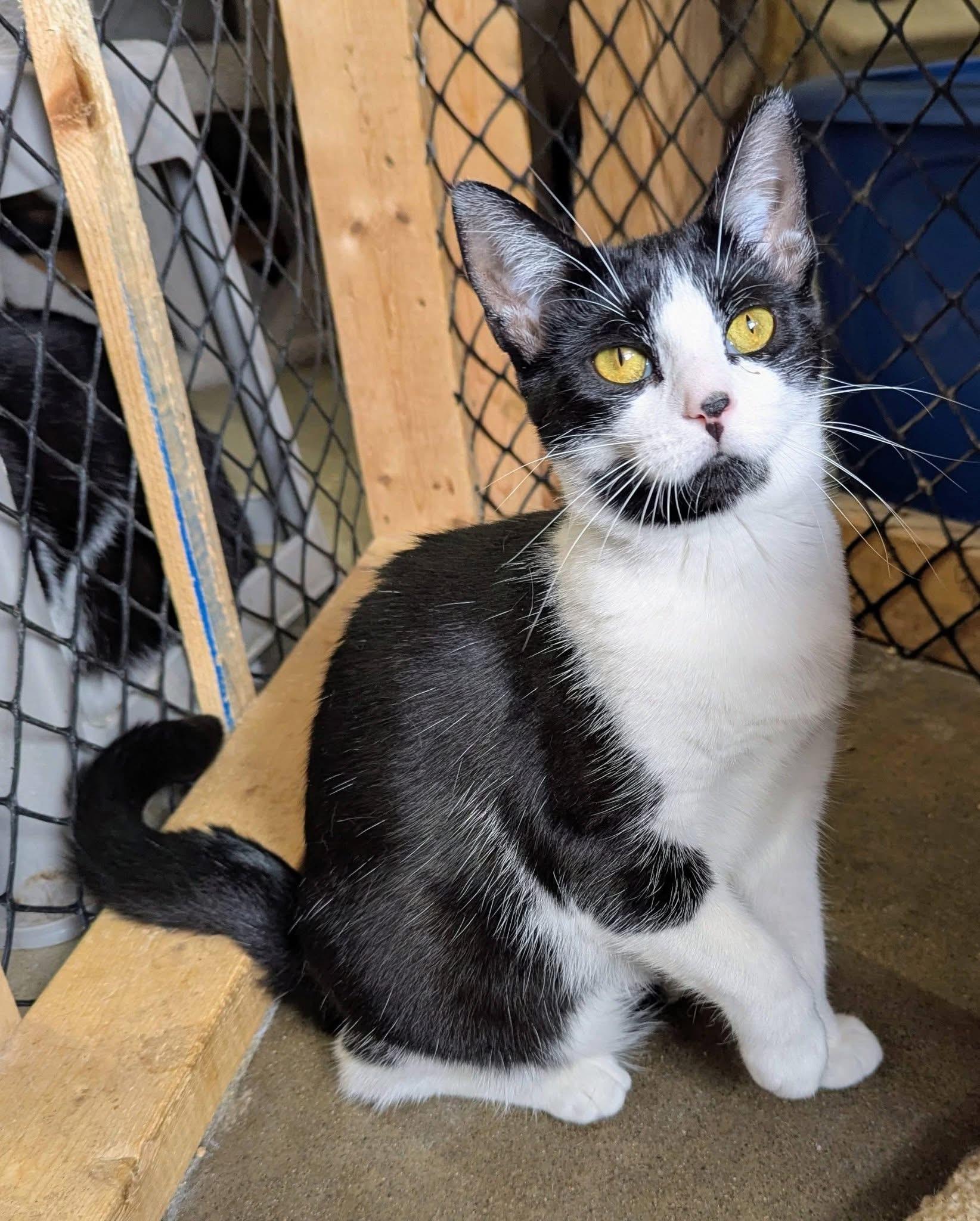 RICHELA, a Adoptable Tuxedo in Delhi, ON image 3/3