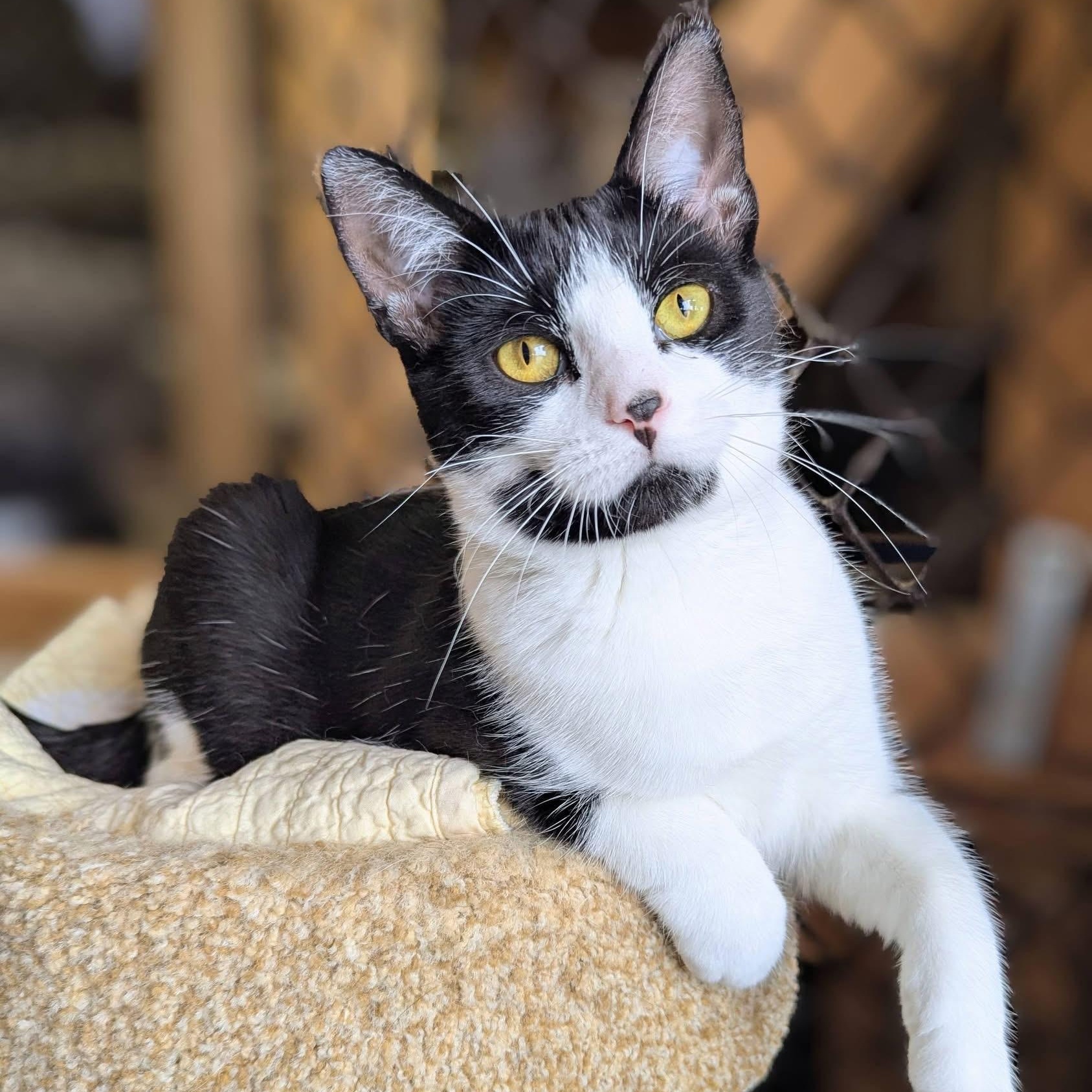 RICHELA, Adoptable, Young Female Tuxedo.