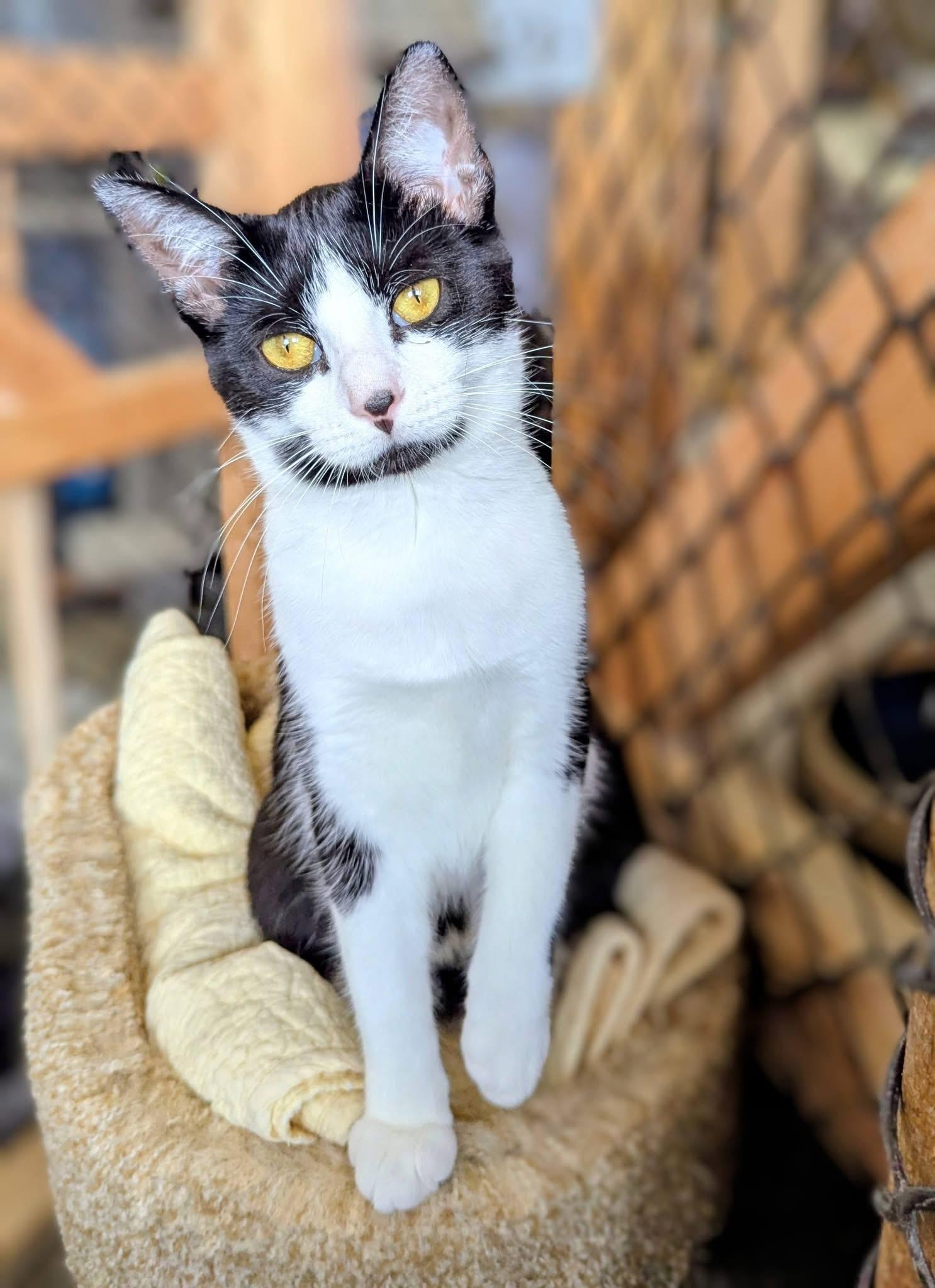RICHELA, a Adoptable Tuxedo in Delhi, ON image 2/3