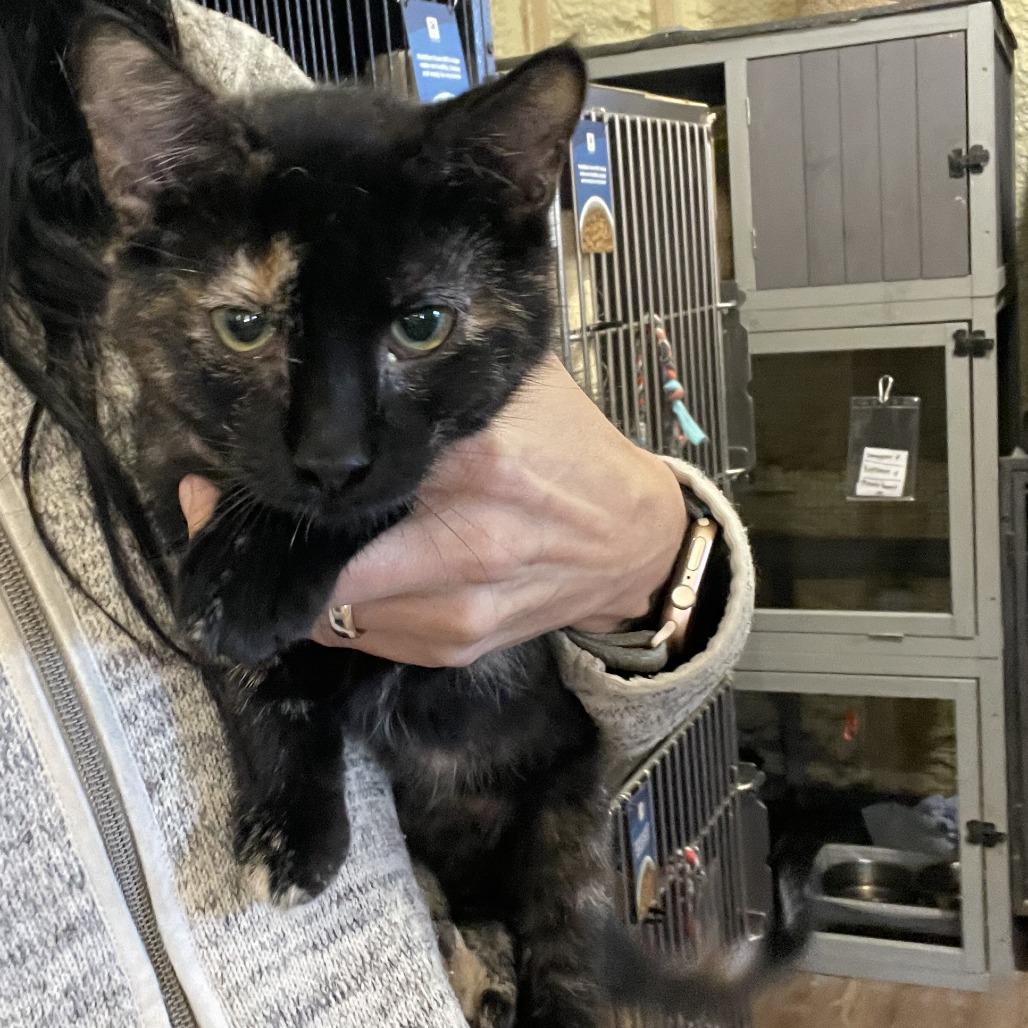 Enlarge Viola -Sponsored!-, a Adoptable Domestic Short Hair in Park Falls, WI image 1/1