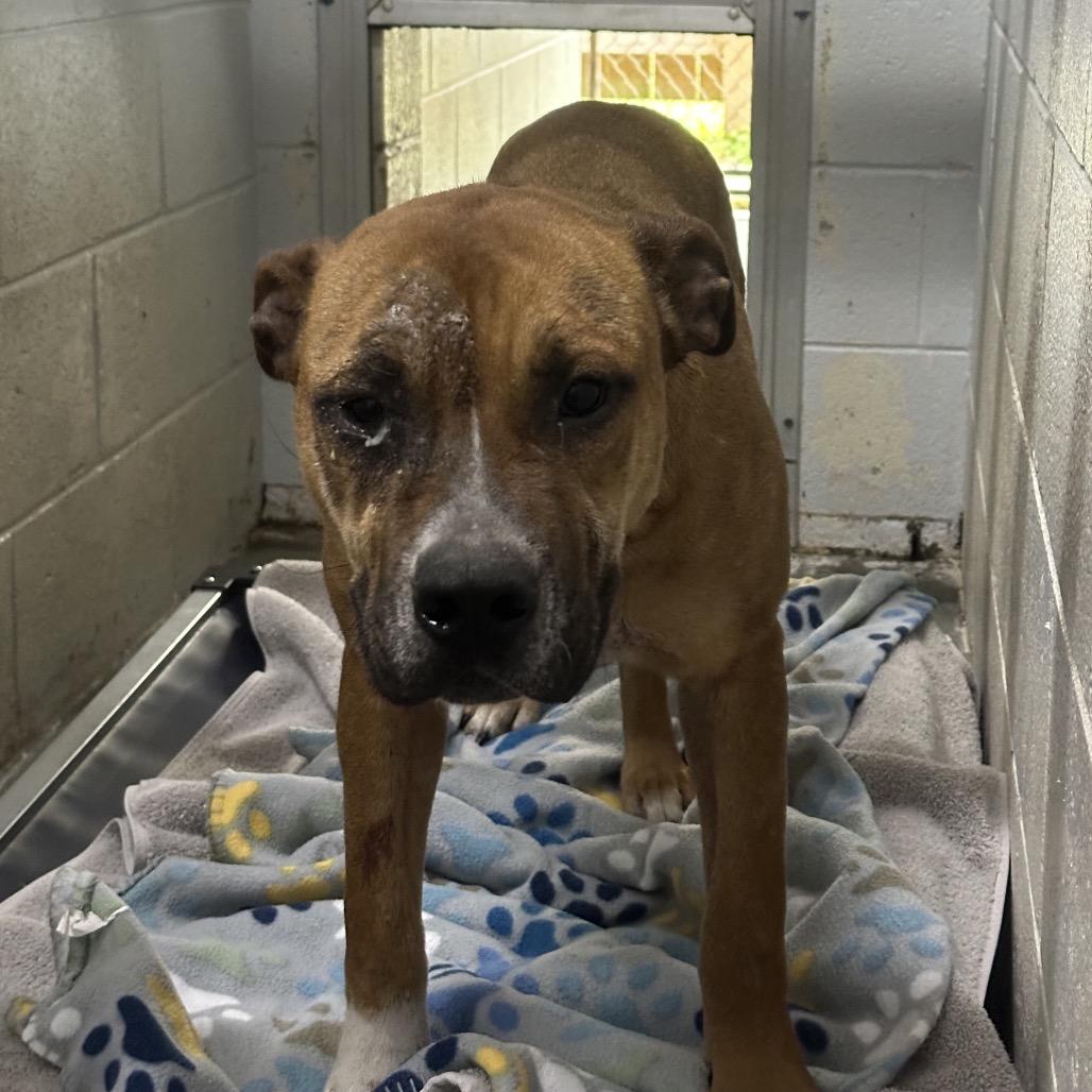 Gina, Adoptable, Adult Female Mixed Breed.