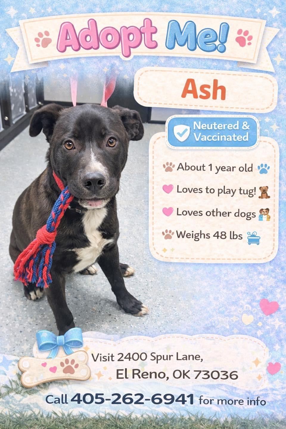 Enlarge Ash, a ADOPTABLE mixed breed in El Reno, OK image 1/1