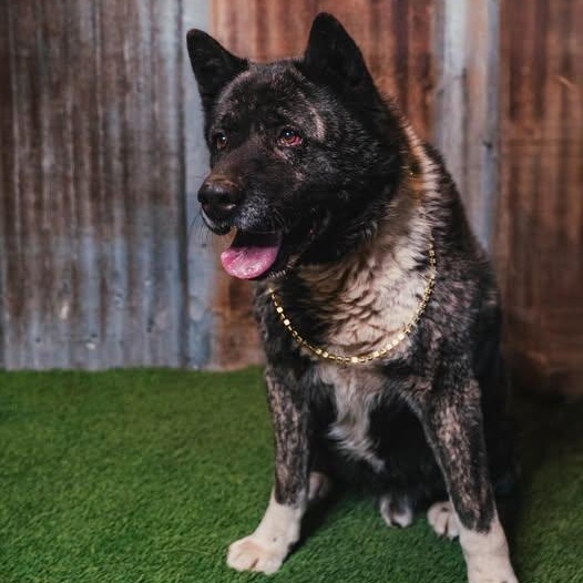 Enlarge Neiko, a Adoptable Akita in Lubbock, TX image 1/6