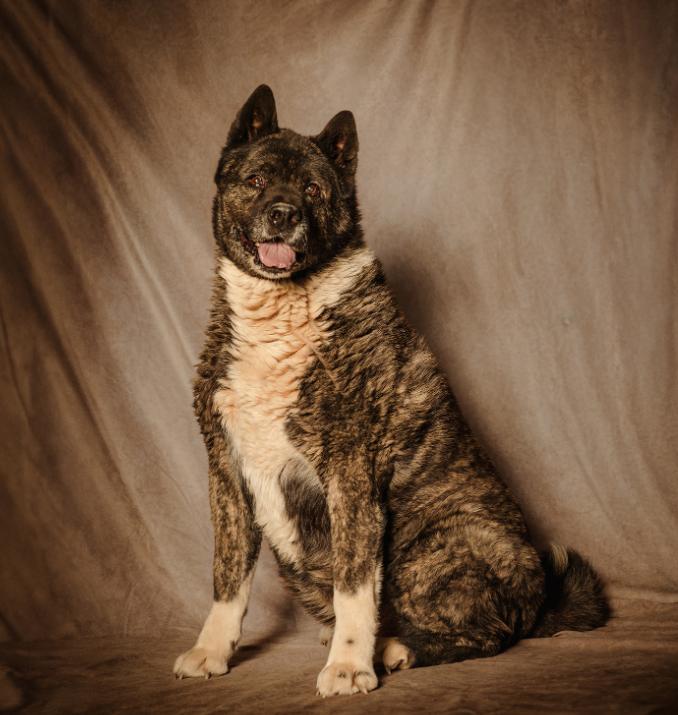 Enlarge Neiko, a Adoptable Akita in Lubbock, TX image 2/6