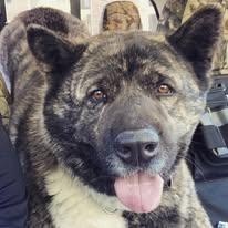 Enlarge Neiko, a Adoptable Akita in Lubbock, TX image 5/6