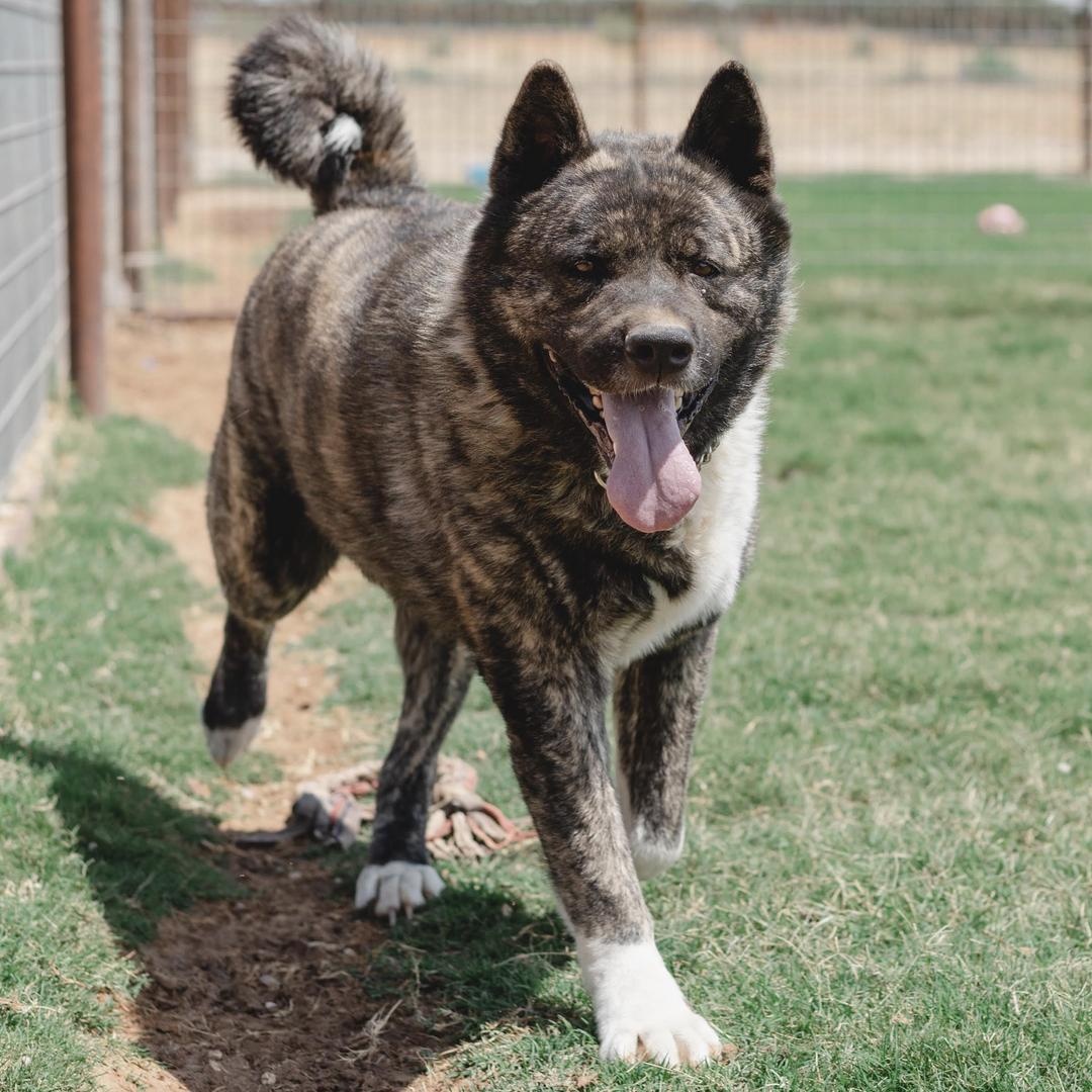 Enlarge Neiko, a Adoptable Akita in Lubbock, TX image 3/6