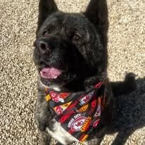 Enlarge Neiko, a Adoptable Akita in Lubbock, TX image 6/6