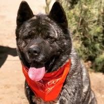 Enlarge Neiko, a Adoptable Akita in Lubbock, TX image 4/6