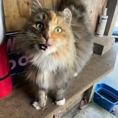 Enlarge Shyla, a ADOPTABLE Domestic Long Hair in Novato, CA image 4/5