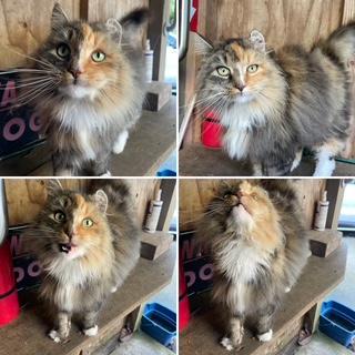 Shyla, ADOPTABLE, Adult Female Domestic Long Hair.