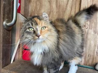 Enlarge Shyla, a ADOPTABLE Domestic Long Hair in Novato, CA image 5/5